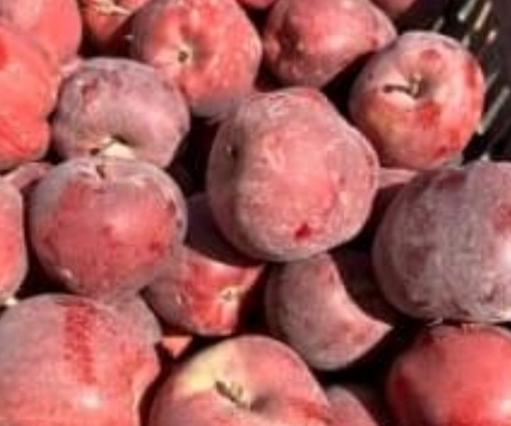 تفاح للبيع سلعة نقية ومليحة