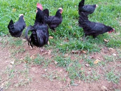 اربع دجاجات وفروج الأندلسي الأسود