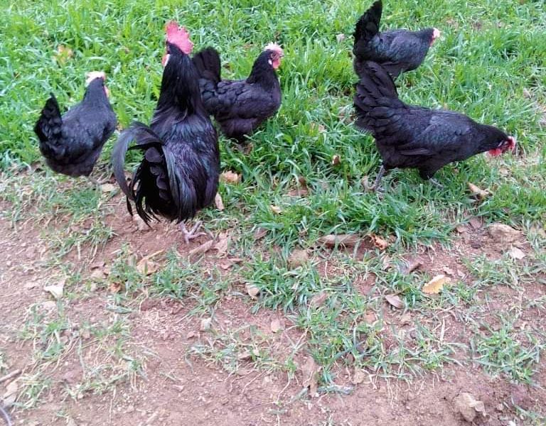 اربع دجاجات وفروج الأندلسي الأسود